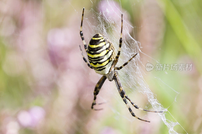 网中的黄蜂蜘蛛(Argiope bruenichi)